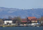 Dalmatian Pelicans Pelecanus crispus in Serbia Marko Sciban